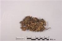 藏品(地衣)的圖片